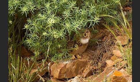 Pharaonenuhu (Bubo bubo ascalaphus)