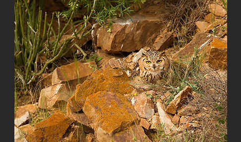 Pharaonenuhu (Bubo bubo ascalaphus)