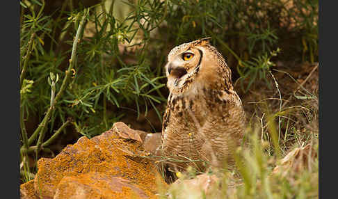 Pharaonenuhu (Bubo bubo ascalaphus)