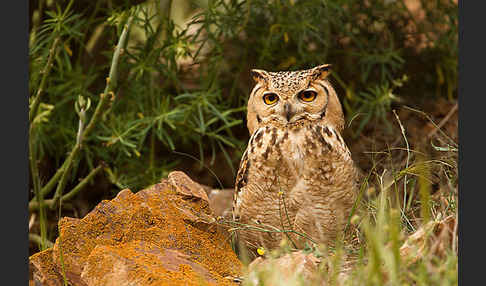 Pharaonenuhu (Bubo bubo ascalaphus)