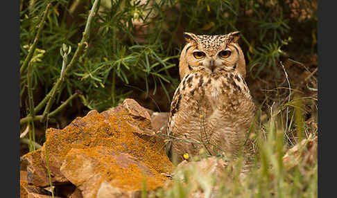 Pharaonenuhu (Bubo bubo ascalaphus)