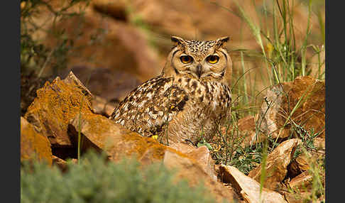 Pharaonenuhu (Bubo bubo ascalaphus)