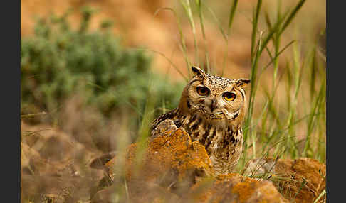 Pharaonenuhu (Bubo bubo ascalaphus)