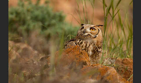 Pharaonenuhu (Bubo bubo ascalaphus)