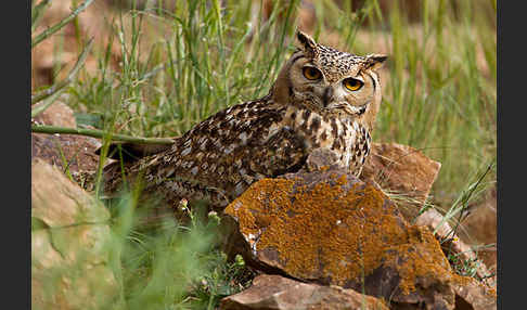 Pharaonenuhu (Bubo bubo ascalaphus)