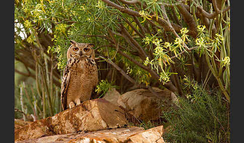 Pharaonenuhu (Bubo bubo ascalaphus)