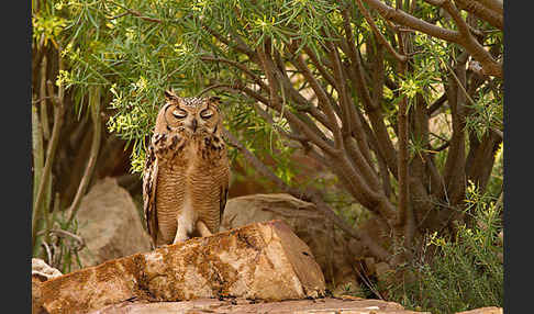 Pharaonenuhu (Bubo bubo ascalaphus)