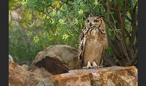 Pharaonenuhu (Bubo bubo ascalaphus)