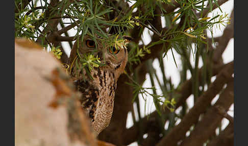 Pharaonenuhu (Bubo bubo ascalaphus)