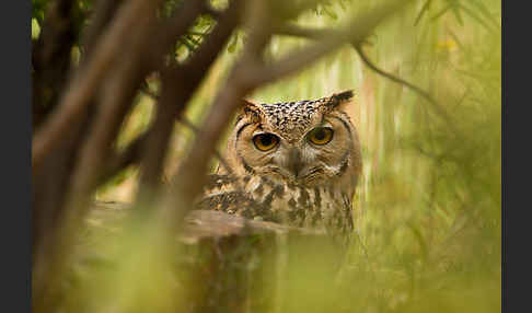 Pharaonenuhu (Bubo bubo ascalaphus)