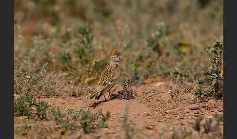 Kurzzehenlerche (Calandrella brachydactyla)