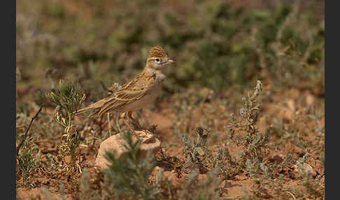 Kurzzehenlerche (Calandrella brachydactyla)