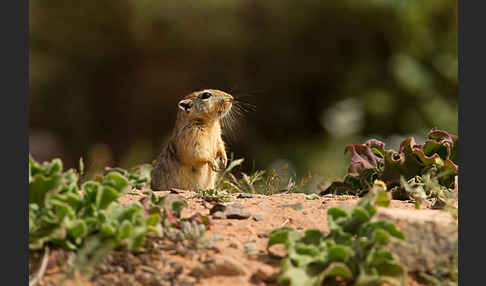 Fette Sandratte (Psammomys obesus)