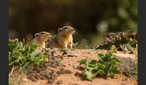 Fette Sandratte (Psammomys obesus)