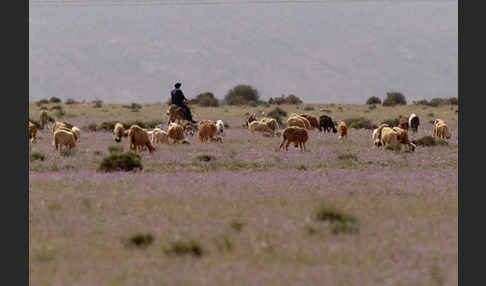 Marokko (Morocco)