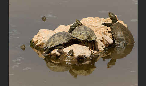 Spanische Wasserschildkröte (Mauremys leprosa)