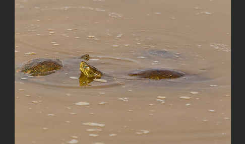 Spanische Wasserschildkröte (Mauremys leprosa)