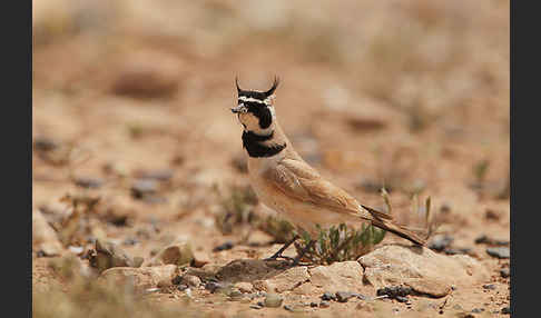 Saharaohrenlerche (Eremophila bilopha)