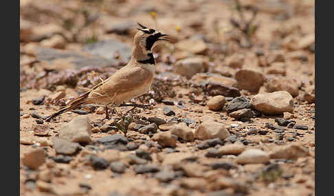 Saharaohrenlerche (Eremophila bilopha)