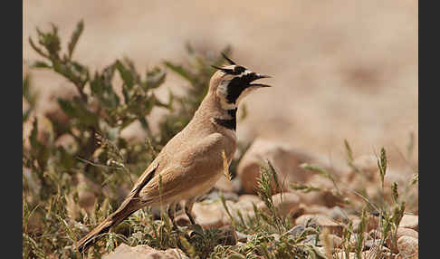 Saharaohrenlerche (Eremophila bilopha)