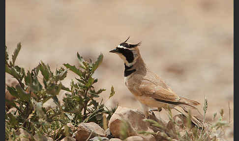 Saharaohrenlerche (Eremophila bilopha)