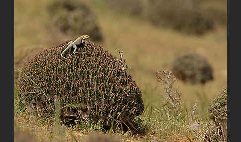 Atlasagame (Agama bibroni)