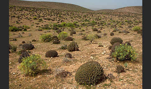 Baum-Wolfsmilch (Euphorbia dendroides)