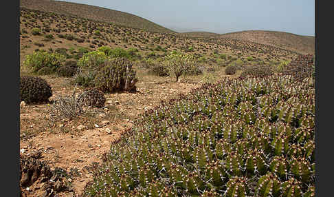 Baum-Wolfsmilch (Euphorbia dendroides)