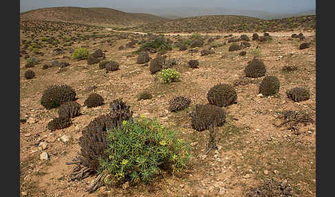 Baum-Wolfsmilch (Euphorbia dendroides)