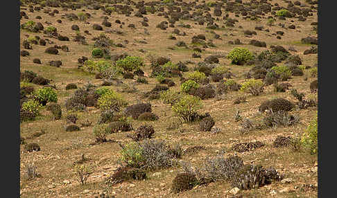 Baum-Wolfsmilch (Euphorbia dendroides)