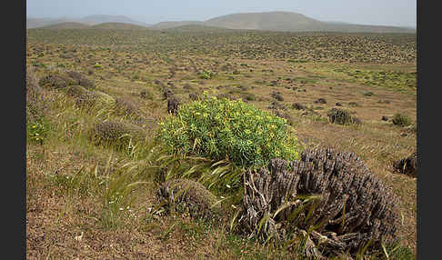 Baum-Wolfsmilch (Euphorbia dendroides)