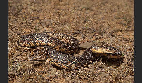 Hufeisennatter (Hemorrhois hippocrepis)