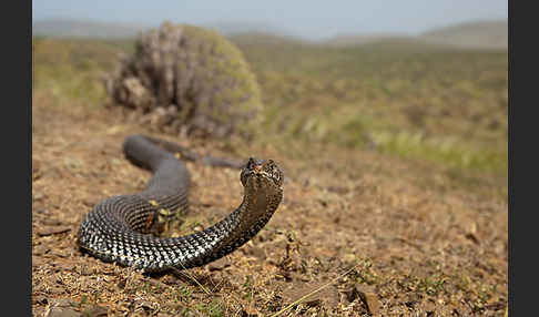 Europäische Eidechsennatter (Malpolon monspessulanus)