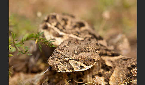 Puffotter (Bitis arietans)