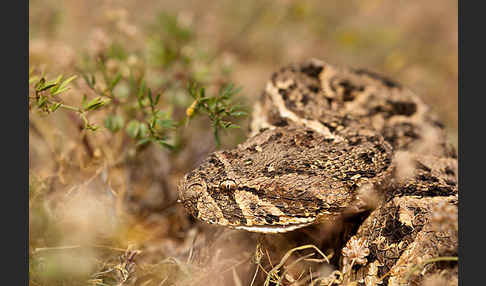 Puffotter (Bitis arietans)