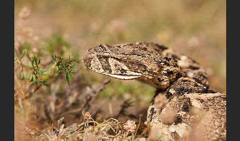 Puffotter (Bitis arietans)