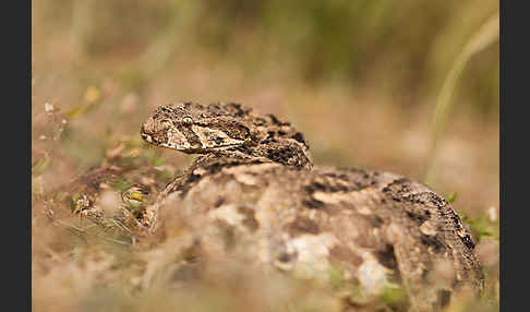 Puffotter (Bitis arietans)