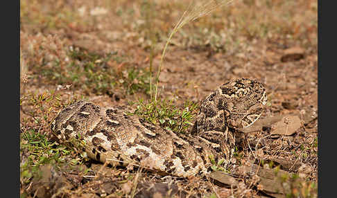 Puffotter (Bitis arietans)