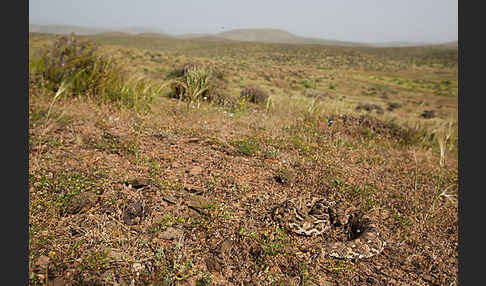 Puffotter (Bitis arietans)