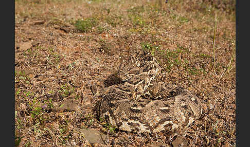 Puffotter (Bitis arietans)