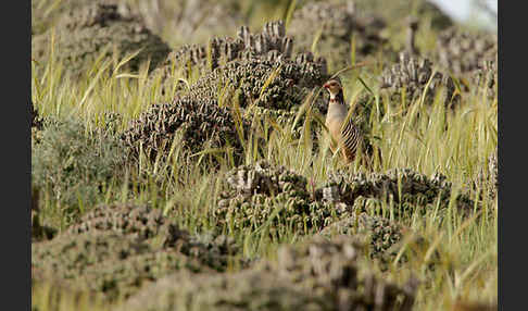 Felsenhuhn (Alectoris barbara)