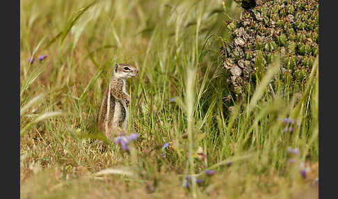 Atlashörnchen (Atlantoxerus getulus)