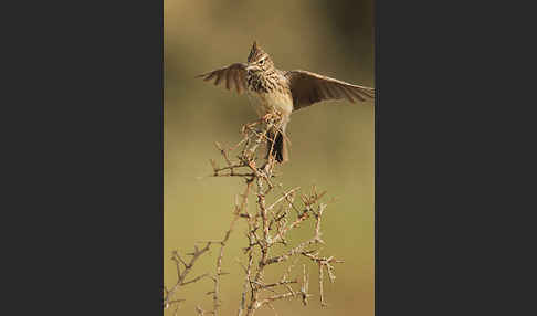 Maghreblerche (Galerida cristata randonii)