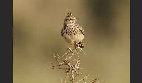 Maghreblerche (Galerida cristata randonii)