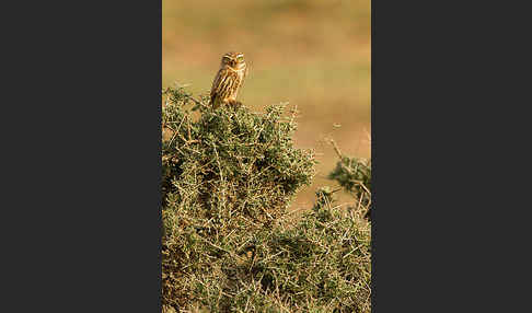 Steinkauz (Athene noctua)