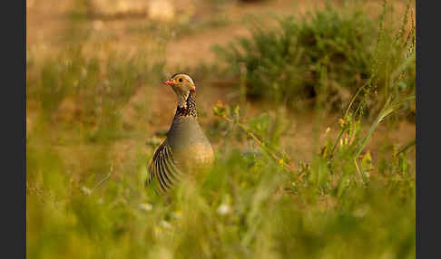 Felsenhuhn (Alectoris barbara)