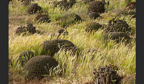 Vierkantige Euphorbie (Euphorbia echinus)