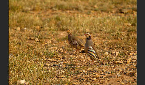 Felsenhuhn (Alectoris barbara)