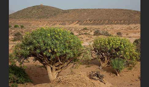 Baum-Wolfsmilch (Euphorbia dendroides)