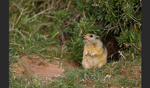 Fette Sandratte (Psammomys obesus)